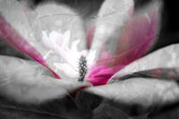 Magnolia in bloei. Bijvoorbeeld op acryl, als artFrame of ingelijst.