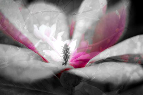 Magnolia in bloei. Bijvoorbeeld op acryl, als artFrame of ingelijst. van Josine Claasen
