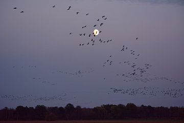 Kraanvogeltrek in de avondlucht