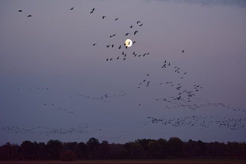 Kraanvogeltrek in de avondlucht