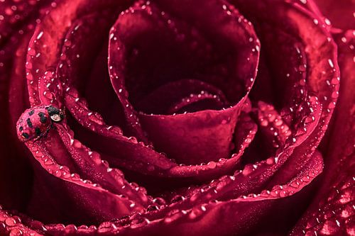 Betoverende Foto van Lieveheersbeestje op Roos - Romantische Wanddecoratie met Ochtenddauw