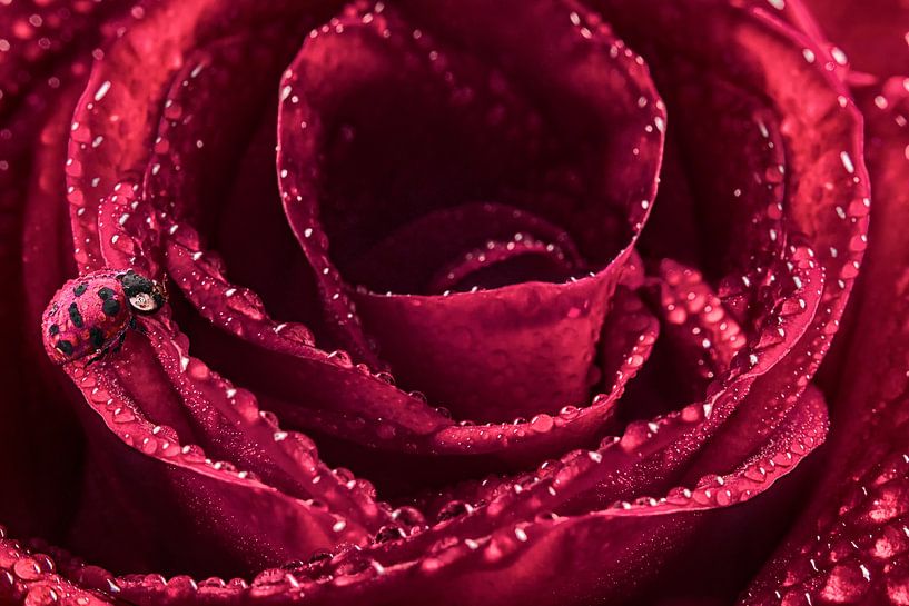 Enchanting Photo of Ladybird on Rose - Romantic Wall Decoration with Morning Dew by Elianne van Turennout