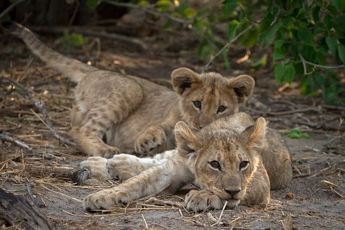 Löwenbabys von Ed Dorrestein