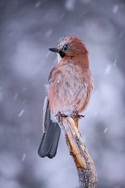 Le geai, également appelé geai (Garrulus glandarius)