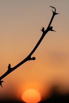 Silhouette eines einsamen Zweiges bei Sonnenuntergang von Kim Willems