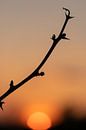 silhouette d'une branche solitaire au coucher du soleil par Kim Willems Aperçu