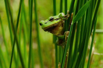 Tree frog by Corrie Post