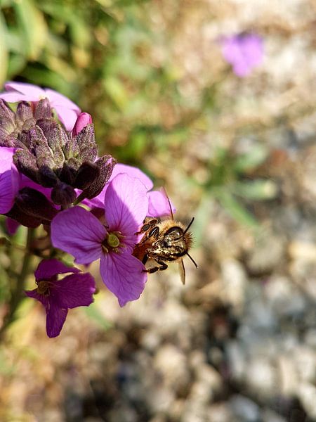 Blije bij by Joelle van Buren