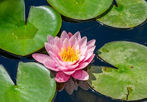 Seerose blüht auf einem Teich 02 von Animaflora PicsStock