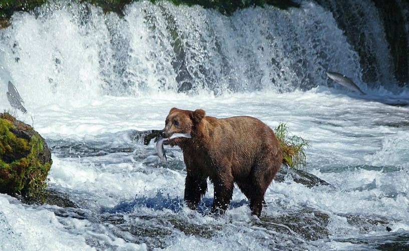Beren, Bears, Brooks Falls by Yvonne Balvers