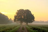 Two oaks