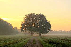 Two oaks van Marcel van Rijn