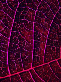 LEAF STRUCTURE RED VIOLET van Pia Schneider