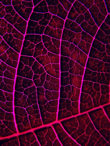 LEAF STRUCTURE RED VIOLET