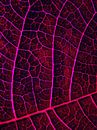 LEAF STRUCTURE RED VIOLET van Pia Schneider thumbnail