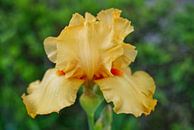 Yellow Iris  In Full Bloom by Iris Holzer Richardson thumbnail