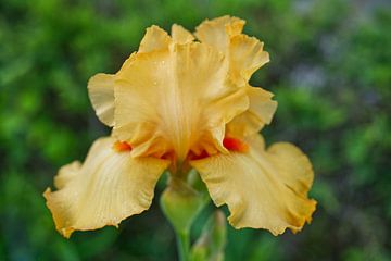 Gelbe Iris in voller Blüte von Iris Holzer Richardson