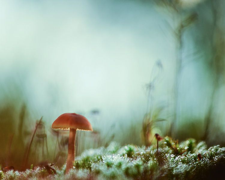 Magic by Bernadette Soemers