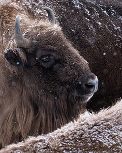 Close-up of a European bison in the snow by Vincent Croce