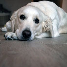 Aurélie Lestingi Profilfoto