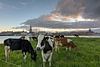 Façade de la ville de Kampen avec des vaches sur Fotografie Ronald Aperçu