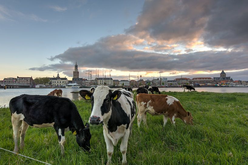 Façade de la ville de Kampen avec des vaches sur Fotografie Ronald
