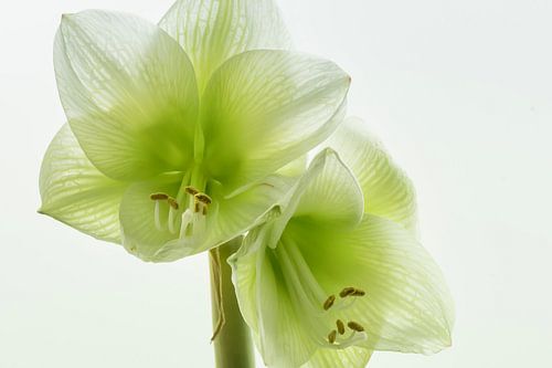 Amaryllis in white