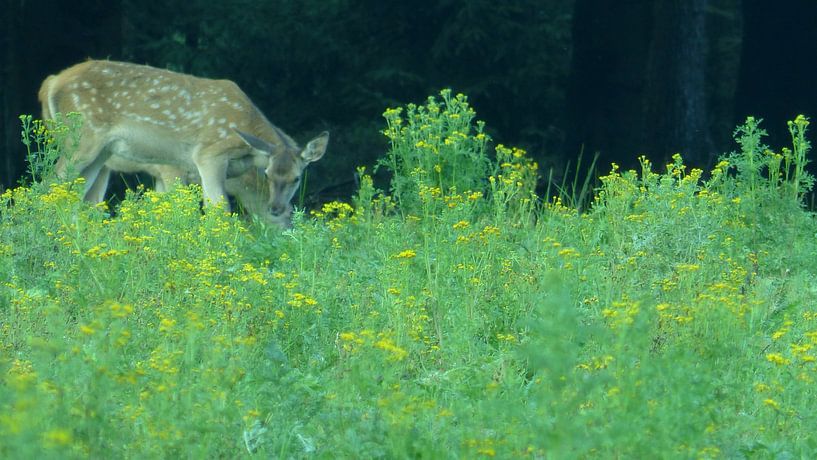 Herten, Zwijnen von Gijs van Veldhuizen