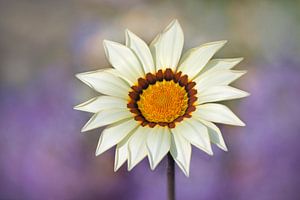 Gazania splendens