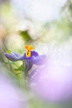 Sourires de la nature sur Bob Daalder