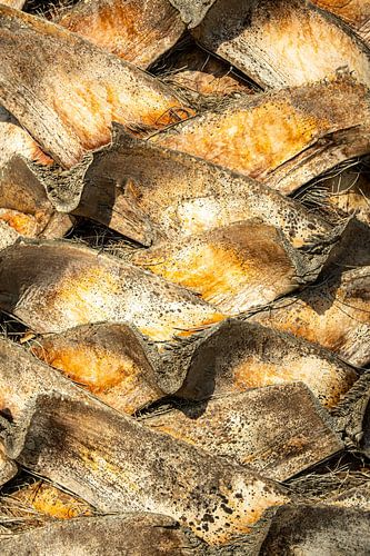 Boomstam van de palmboom