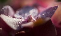A Dew