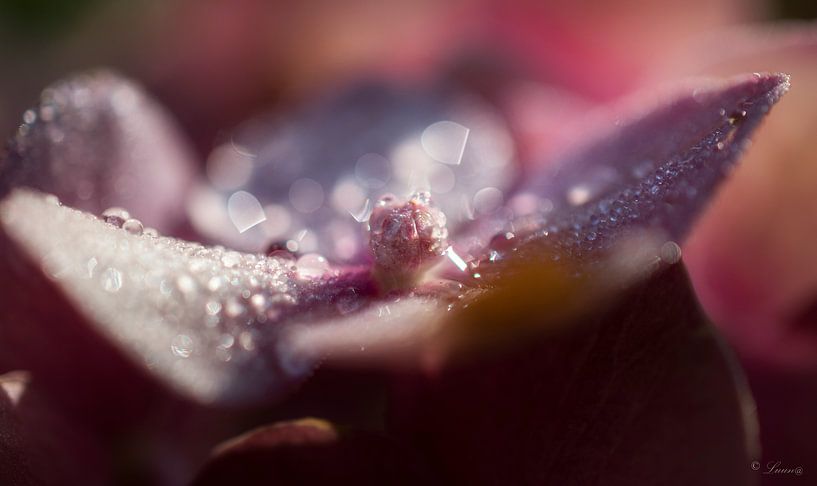 A Dew by Pavlina Luuna Scherrer