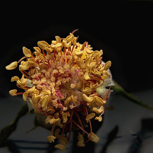 Macro tiré ! Magnifique à l'intérieur d'une rose sauvage.