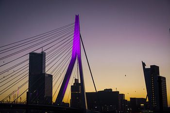 Der Schwan (Erasmusbrücke) in Rotterdam bei Sonnenuntergang