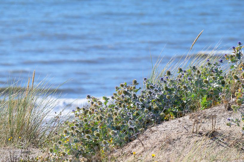 Blauwe zeedistels van Barbara Brolsma