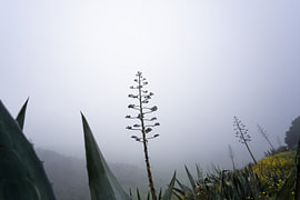 Un agave mystérieux dans la brume d'El Hierro