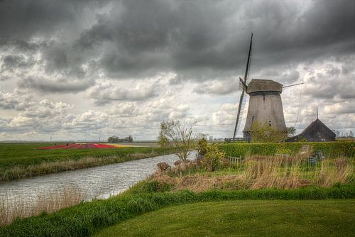 Molen en bollenveld 