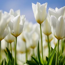 Tulpen von Astrid Volten
