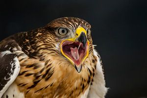 Bird of prey sur Rob Smit