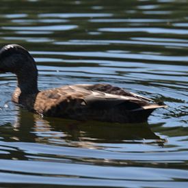 Dries Remeysen Profile picture