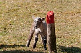 Schüchternes Lamm von Anjo ten Kate