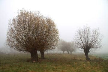 Weidenbäume im Nebel von Karina Baumgart