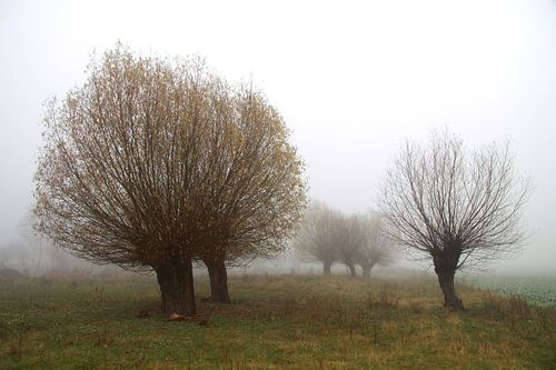 Des saules dans la brume