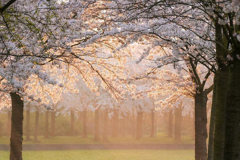 Cherry blossom Amsterdamse Bos by Photography by Cynthia Frankvoort