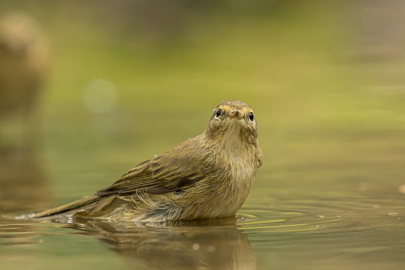 Garden Warbler by Hennie Zeij