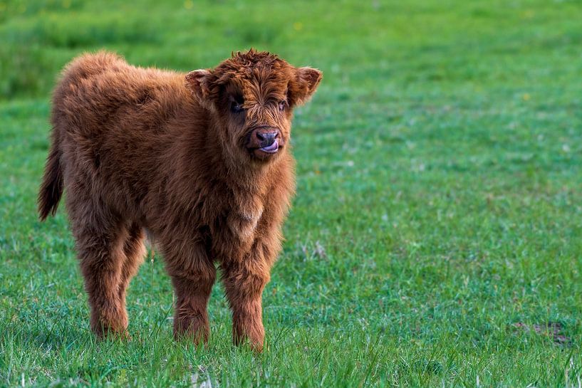 Scottish highlander as large grazer by Merijn Loch