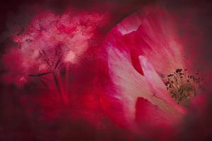 Mohnblumen Grunge