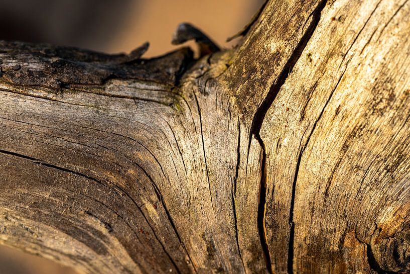 de tak in close-up van Hans de Waay