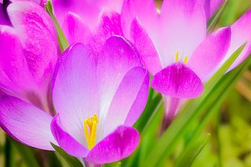 Crocus by Joost Lagerweij